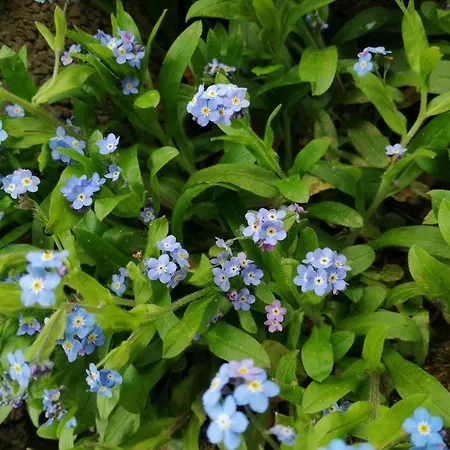 Apartamento Blumenparadies