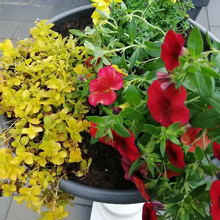 Apartamento Blumenparadies Nettersheim