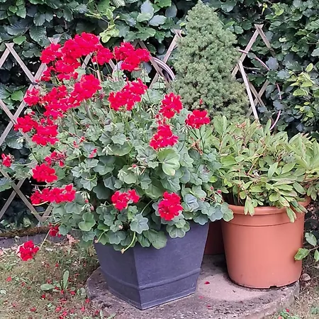 Blumenparadies * Nettersheim