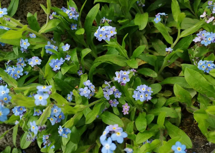 Apartmán Blumenparadies