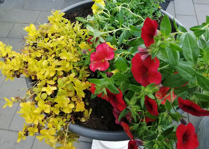 Apartmán Blumenparadies Nettersheim