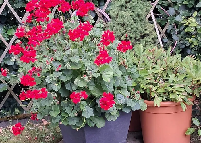 Blumenparadies * Nettersheim